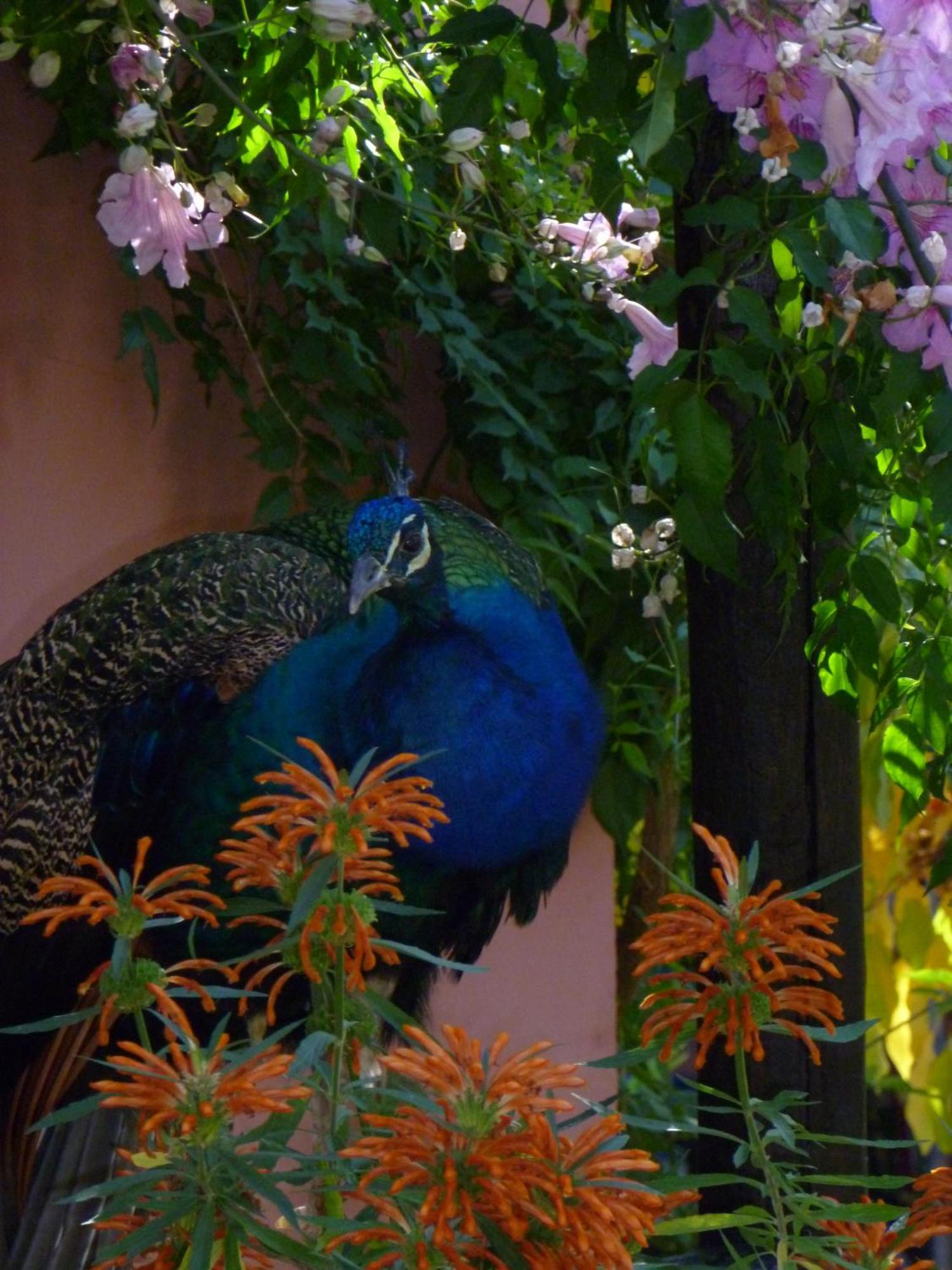 Eco Moyano Posada Gaucín Dış mekan fotoğraf