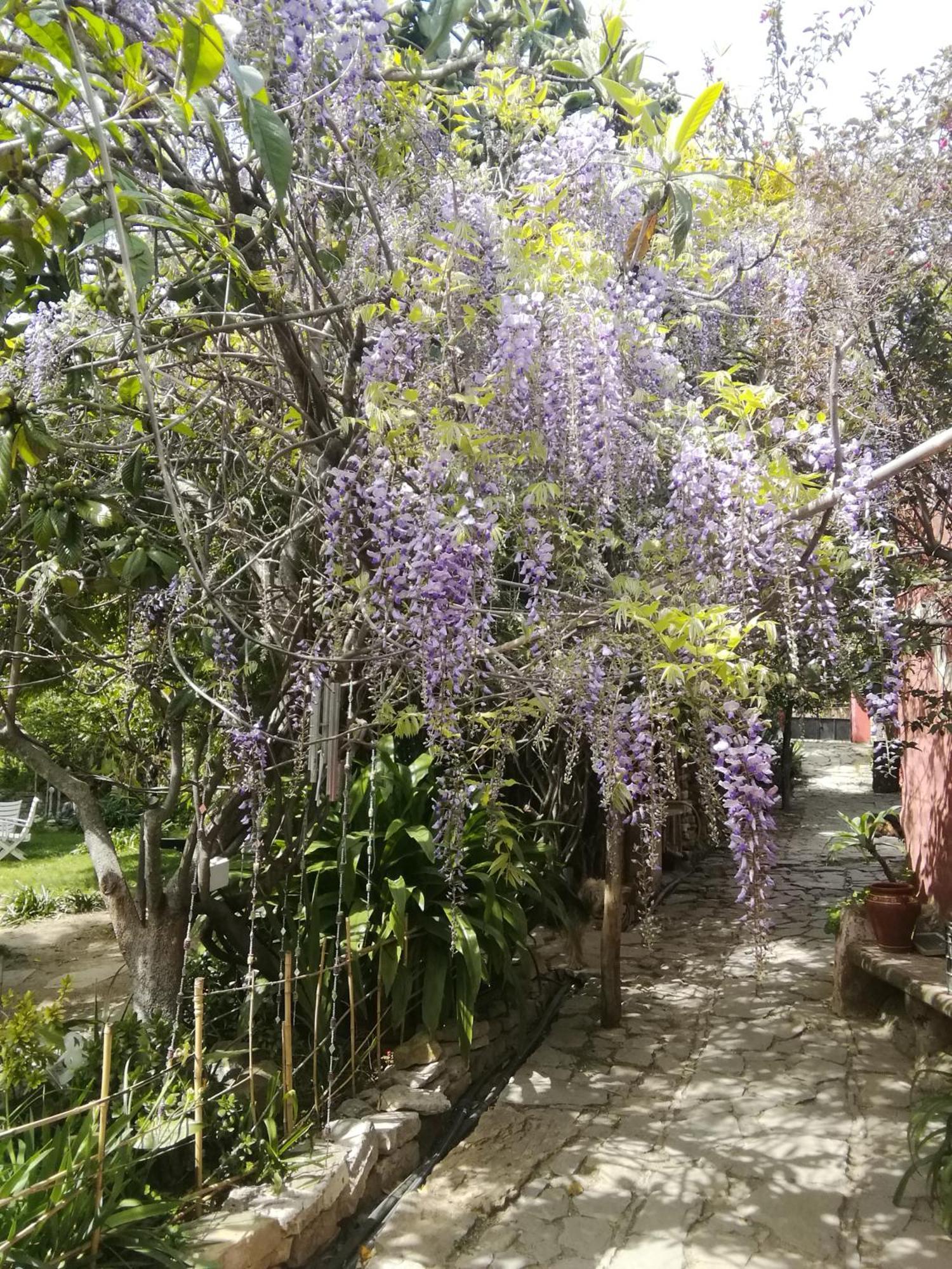 Eco Moyano Posada Gaucín Dış mekan fotoğraf